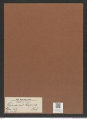 Trinacria regina Heib. (de-Toni-Nr.: Genus 119, Species 3405) Zeichnungen Sammlung Grunow Mappe 03613 (Herbarium_W_Grunow_drawings_Folder_03613)
